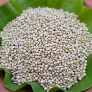 White Sorghum (வெள்ளை சோளம்)